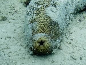 forced anal cucumber - TIL Sea cucumbers have anal teeth to stop certain organisms from living  inside their butt. : r/todayilearned