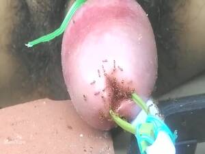ants sucking dick - Mini ants sucks cum - LuxureTV