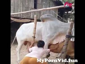 Cow Sex Porn - Amazing cow pregnant#new video#cow sex from cows porn Watch Video -  MyPornVid.fun