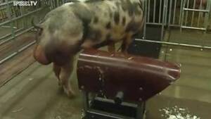 fat pig cum - Pig Zoo Sex