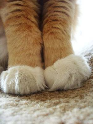 Feline Paw Porn - Cats paws