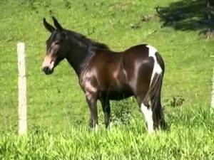 Brazilian Donkey Porn - Muli, Donkeys, Zebras, Affair, Horses, Nature, Brazil, Donkey, Horse