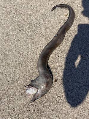 Eel Porn Hard - Almost tripped over this large eel that choked on a fish, died and then  washed ashore in Mexico. : r/mildlyinteresting