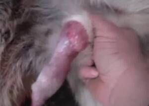 Doggie Cock - Naughty man makes affection in the dog's cock - Zoo Porn