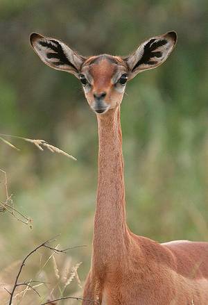 Furry Porn African Impala - The gerenuk, Litocranius walleri, is a long-necked species of antelope  found in dry thorn bush scrub and desert in East Africa.