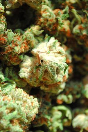 Fairy Tail Porn Marijuana - Weed Online Supplier offers very moderate prices CBD cannabis oil, THC  cannabis oil, CBD