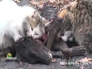 Cats Mating Porn - Cats Mating Videos - Free Porn Videos