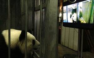 Asian Panda Porn - Panda porn shown in attempt to get two to mate