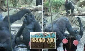 gorilla sex porn - Giant male primate shocks families at Bronx Zoo by performing sex act on  his pal | Daily Mail Online