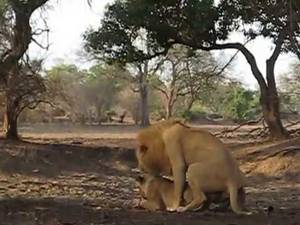 Lion Porn - Lion Porn