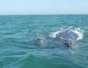 baja california nudists - Baja California Whale Watching 2010