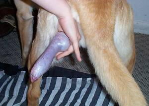 Doggie Cock - dog dick dog dick dog dick video porn library - XXXPicz