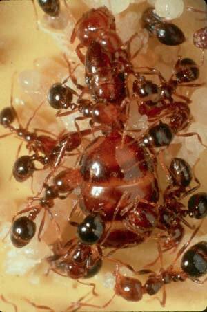 Ant Porn - What is this, porn for ants? : r/thingsforants