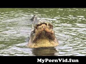 Alligator Mating Porn - Crocodiles mating from alligator mating Watch Video - MyPornVid.fun