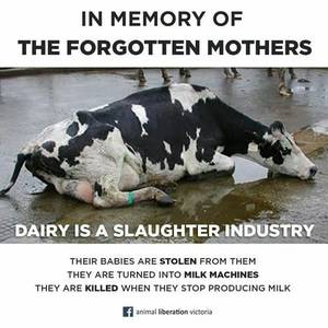 Caption Milk Theft - Find this Pin and more on Tiere by steffvegart.
