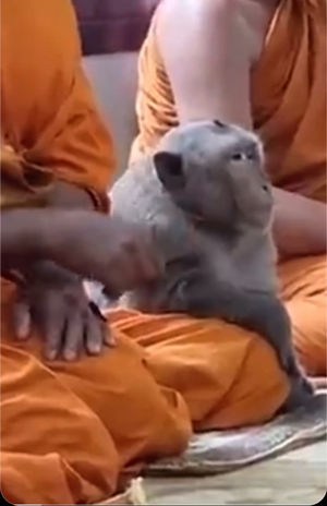 Monkey Watch Porn - Instead of watching porn, watch this monkey. : r/NoFap