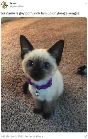 Gay Porn Cat - His Name Is Gay P--- | His Name Is X, Look Him Up | Know Your Meme