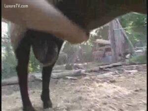 huge donkey dick handjob - Sheep Ejaculates on a Free Handjob - LuxureTV