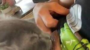 Cat Amateur Porn - Steamy amateur female loves the cat licking her tits like that