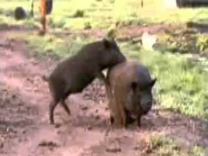 Boar Sex Porn - Pig Porn (porn collection)