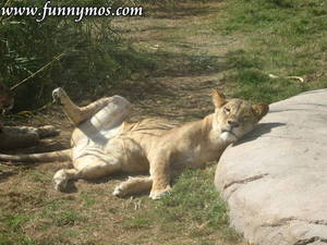 lion - Porn star wannabe lion | Funnymos.com - Funny news and weird humor - Daily  Updates