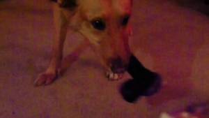 Doggie Porn - Porn, doggie style