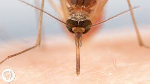 Amateur Allure Teens - How Mosquitoes Use Six Needles to Suck Your Blood