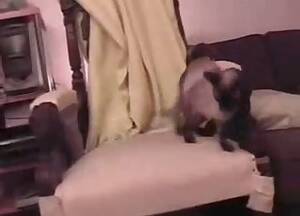 cat anal sex porn - All zoophiliacs enjoy this amazing action of incredible cat sex - Anal  Zoofilia