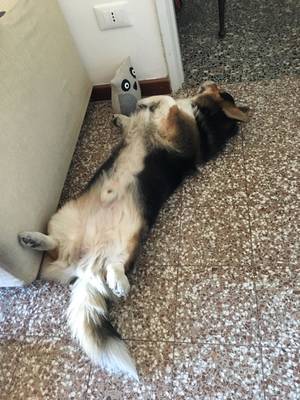 Corgi Porn - Daily corgi porn ...