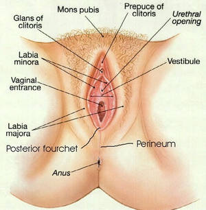 Anatomy Pussy - The Anatomy of the Vagina