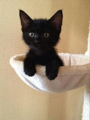 Black Mom Cat - baby cat kitten black furry