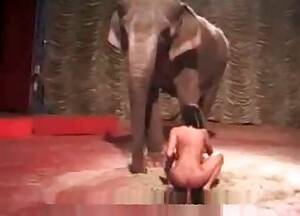 Elephant Porn - Elephants Videos / Zoo Zoo Sex Porn Tube / Most popular Page 1
