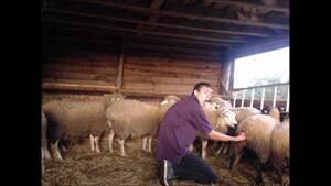 Mans Dick In Sheep Pussy - Amateur perverted boy fingering sheep in the pussy