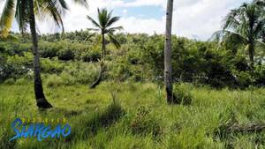 areeya shemale circumcised - Discover Siargao - Hotels Resorts Tours Properties Philippines| | FOR