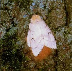 Gypsy Moth Porn - Three NJ Counties in need of treatment for gypsy moth spreading