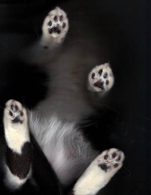Feline Paw Porn - the cat scan - Feel Desain