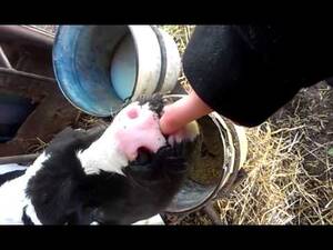 free calf sucking dick - Free Calf Sucking Dick | Sex Pictures Pass