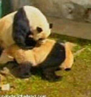 Asian Panda Porn - i>Video:</i> Porn video to teach panda how to mate - NZ Herald