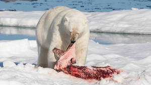 Diving Bear Porn - Polar bear feeding on a bearded seal