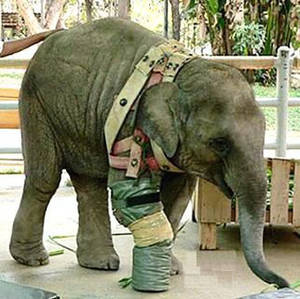 Elephant Sex With Girl - Snuff army porn videos Kinky brunette army babe Victoria Sin fingering her  sexy ass. See ANAL teen porn videos and sex pics including anal teen  creampie, ...