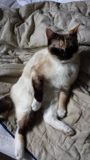 Cat Porn - Cat Porn (SFW)