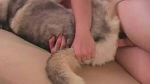 Man Fucks Female Husky - The guy fucks a husky on her belly at the end