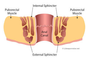 Gay Anal Diagram - Bottoming - Like A Pornstar