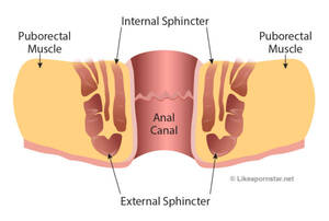 Anatomy Anal Porn - Anatomy - Like A Pornstar