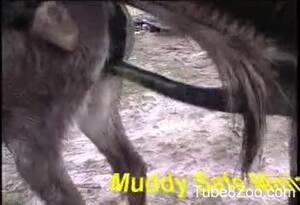 donkey dick in pussy - Ginormous donkey cock for a tight animal pussy