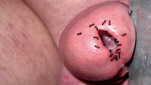 ants sucking dick - ants in dick - Formicophilia | MOTHERLESS.COM â„¢