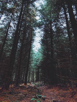 Enchanted Forest Porn - The Enchanted Forest Moel Famau Country Park Wales [OC] [3024 x 4032]