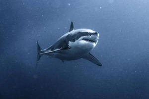 Great White Shark Sex Porn - Great White Shark