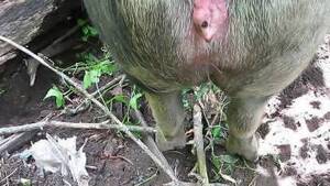 fat pig cum - Pig man Animal Porn