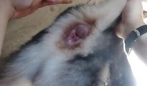 Chicken Porn Fuck - Man Fuck Chicken Bestiality Girls Beast Porn Videos